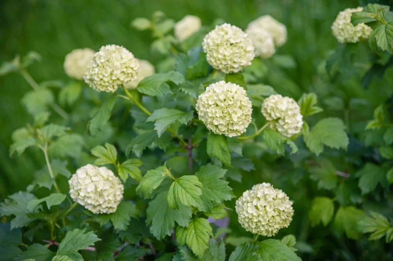 Old Fashioned Snowball Bush