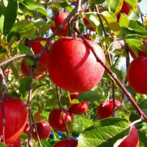 Red Delicious Apple Tree Plant - Live Bare Root Apple Fruit Tree, 12-24 ft Outdoor
