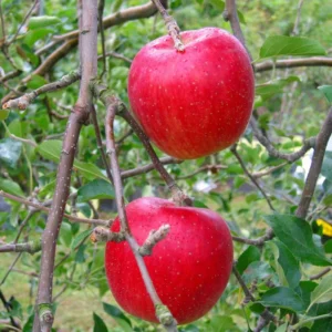 Red Delicious Apple Tree Plant - Live Bare Root Apple Fruit Tree, 12-24 ft Outdoor