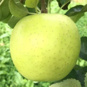 Apple Tree Live Plant - Bare Root Fruit Tree, 18-24 Inches - Garden Ready