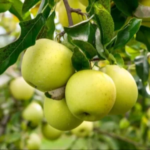 Apple Tree Live Plant - Bare Root Fruit Tree, 18-24 Inches - Garden Ready