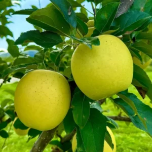 Apple Tree Live Plant - Bare Root Fruit Tree, 18-24 Inches - Garden Ready