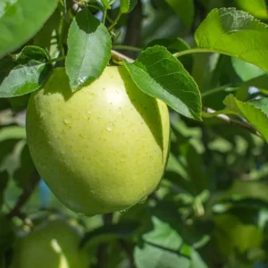 Apple Tree Plant - Yellow Delicious Live Plant 2-3 Ft Bare Root