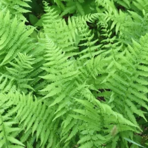 Hay Scented Fern Live Plant - 5 Bare Root Fern Plants - 4-6 Inches Tall