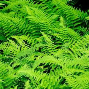 Live Fern Plants - 10 Hay Scented Fern Bare Root 4-6 Inches - Indoor Garden