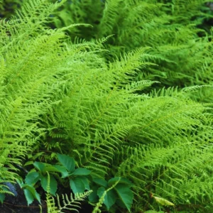 Live Fern Plants - 10 Hay Scented Fern Bare Root 4-6 Inches - Indoor Garden