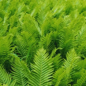 Lady Fern Live Plant 10 Pack - Fern Plants Live - Bare Root - 4-6 Inches