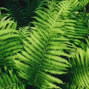 Lady Fern Live Plant 10 Pack - Fern Plants Live - Bare Root - 4-6 Inches