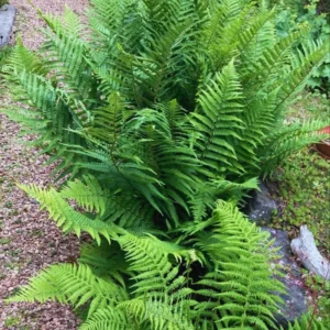 Lady Fern Live Plant 10 Pack - Fern Plants Live - Bare Root - 4-6 Inches