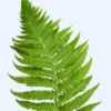 Live Fern Plants - Lady Fern Shrub Live Indoor Plant Bare Root 4-6 Inches