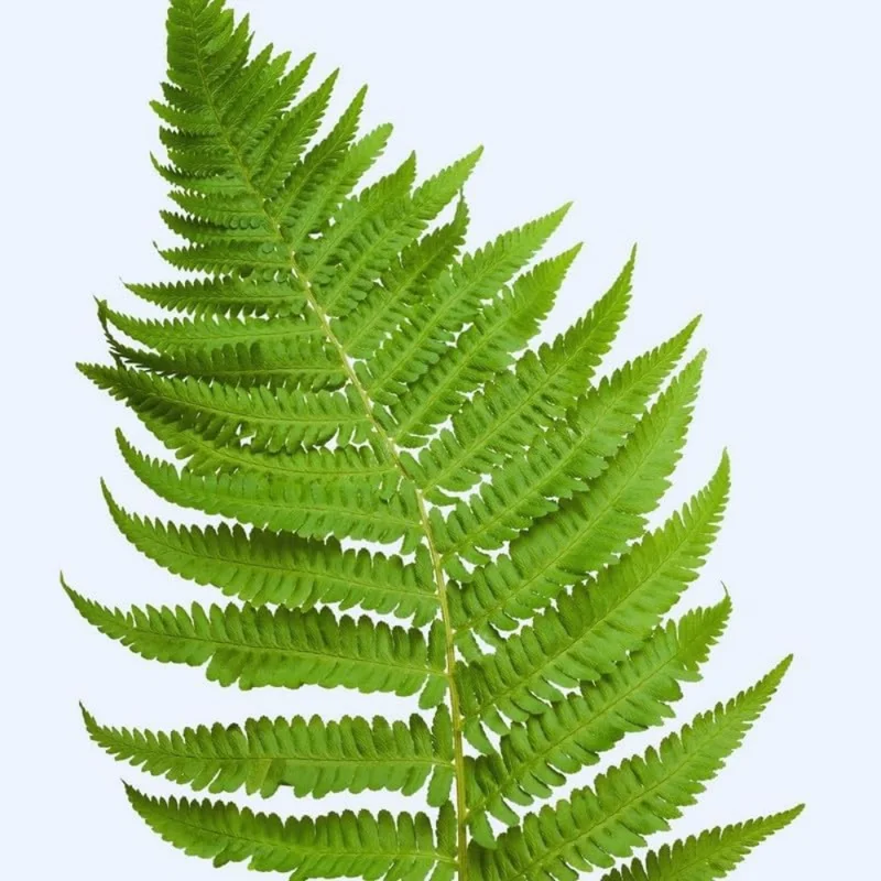 Live Fern Plants - Lady Fern Shrub Live Indoor Plant Bare Root 4-6 Inches