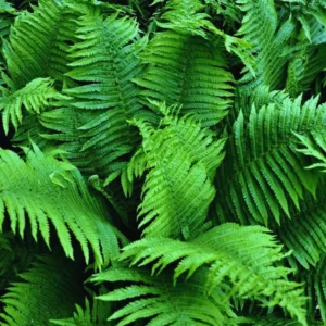 Live Fern Plants - Lady Fern Shrub Live Indoor Plant Bare Root 4-6 Inches