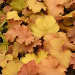 Orange Heuchera Live Plants - 4 Inch Coral Bells Perennial Garden Plants
