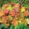 Orange Heuchera Live Plants - 4 Inch Coral Bells Perennial Garden Plants
