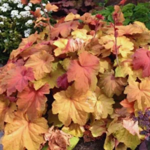 Orange Heuchera Live Plants - 4 Inch Coral Bells Perennial Garden Plants