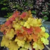 Orange Heuchera Live Plants - 4 Inch Coral Bells Perennial Garden Plants