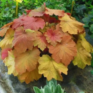 Orange Heuchera Live Plants - 4 Inch Coral Bells Perennial Garden Plants