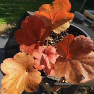Orange Heuchera Live Plants - 4 Inch Coral Bells Perennial Garden Plants
