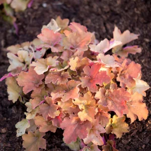 Heuchera Plants: Orange Coral Bells Perennial Live Plants - 4 Inch Pot Indoor Outdoor