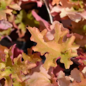 Heuchera Plants: Orange Coral Bells Perennial Live Plants - 4 Inch Pot Indoor Outdoor