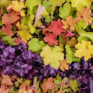 Heuchera Plants: Orange Coral Bells Perennial Live Plants - 4 Inch Pot Indoor Outdoor