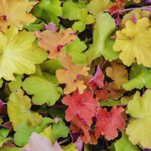 Heuchera Plants: Orange Coral Bells Perennial Live Plants - 4 Inch Pot Indoor Outdoor