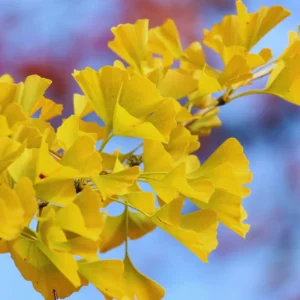 Ginkgo Biloba Tree Live Plants - 3 Bare Root Maidenhair Trees 18-24 Inches Outdoor Shrub