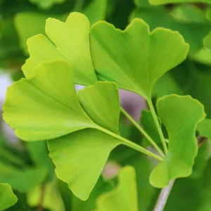 Ginkgo Biloba Tree Live Plants - 3 Bare Root Maidenhair Trees 18-24 Inches Outdoor Shrub