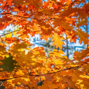 Live Red Oak Tree Plant - 12-18'' Bare Root Oak Tree Sapling