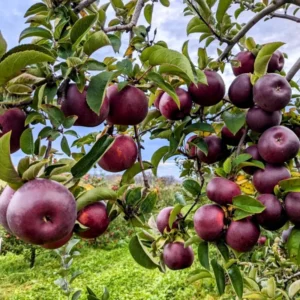 Black Apple Tree Live Plant - 3 Feet Tall Hardy Apple Fruit Tree