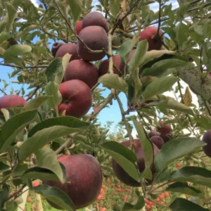 Black Apple Tree Live Plant - 3 Feet Tall Hardy Apple Fruit Tree