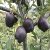 Black Apple Tree Live Plant - 3 Feet Tall Hardy Apple Fruit Tree