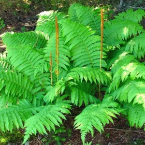 Cinnamon Fern Live Plant 10 Pack - Bare Root Shrub Plant 4-6 Inches