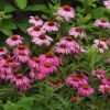 Purple Coneflower Plants - 15 Echinacea Purpurea Bare Roots, 4-6 Inches, Live Flower Plant