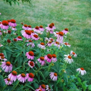 Purple Coneflower Plants - 15 Echinacea Purpurea Bare Roots, 4-6 Inches, Live Flower Plant
