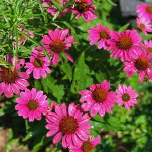 Purple Coneflower Plants - 15 Echinacea Purpurea Bare Roots, 4-6 Inches, Live Flower Plant