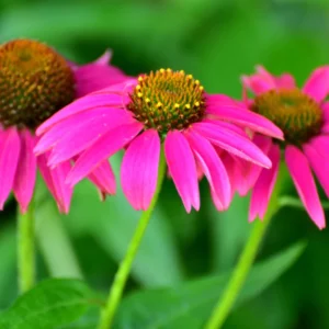 Purple Coneflower Plants - 15 Echinacea Purpurea Bare Roots, 4-6 Inches, Live Flower Plant