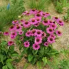 Purple Coneflower Plants - 15 Echinacea Purpurea Bare Roots, 4-6 Inches, Live Flower Plant