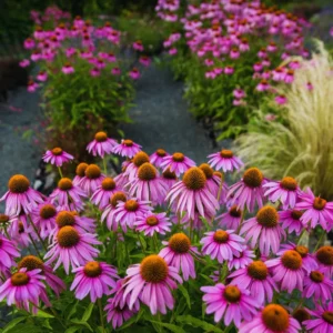 Echinacea Purpurea Set - 10 Coneflower Plants, Bare Roots, Garden Flowers