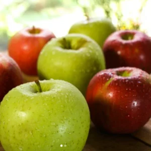 Apple Tree Live Plant - Hardy Apple Fruit Tree 18-24 Inches Bare Root