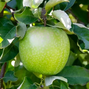 Apple Tree Live Plant - Hardy Apple Fruit Tree 18-24 Inches Bare Root
