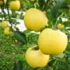 Apple Tree Live Plant - Hardy Apple Fruit Tree 18-24 Inches Bare Root
