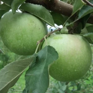 Apple Tree Live Plant - Hardy Apple Fruit Tree 18-24 Inches Bare Root