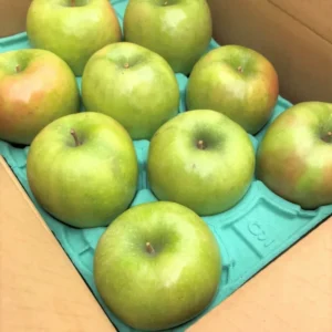 Green Gold Delicious Apple Tree Plant - Live Bare Root - 12-24 ft - Outdoor Fruit Tree