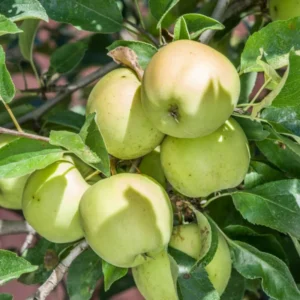 Green Gold Delicious Apple Tree Plant - Live Bare Root - 12-24 ft - Outdoor Fruit Tree