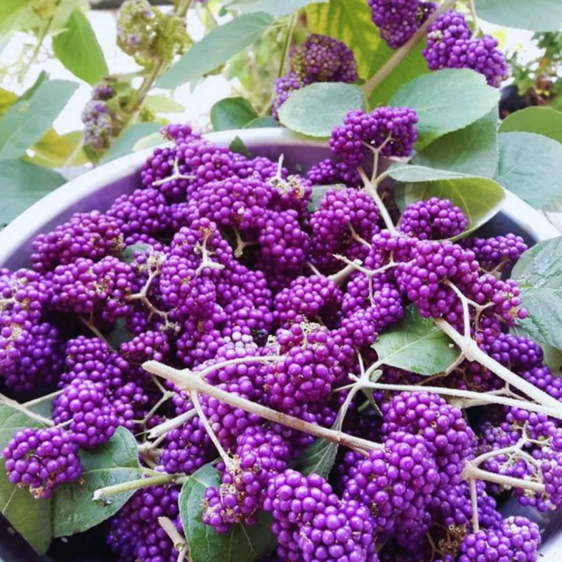 American Beautyberry Tree Live Plant - 12-18 Inch Shrub Tree