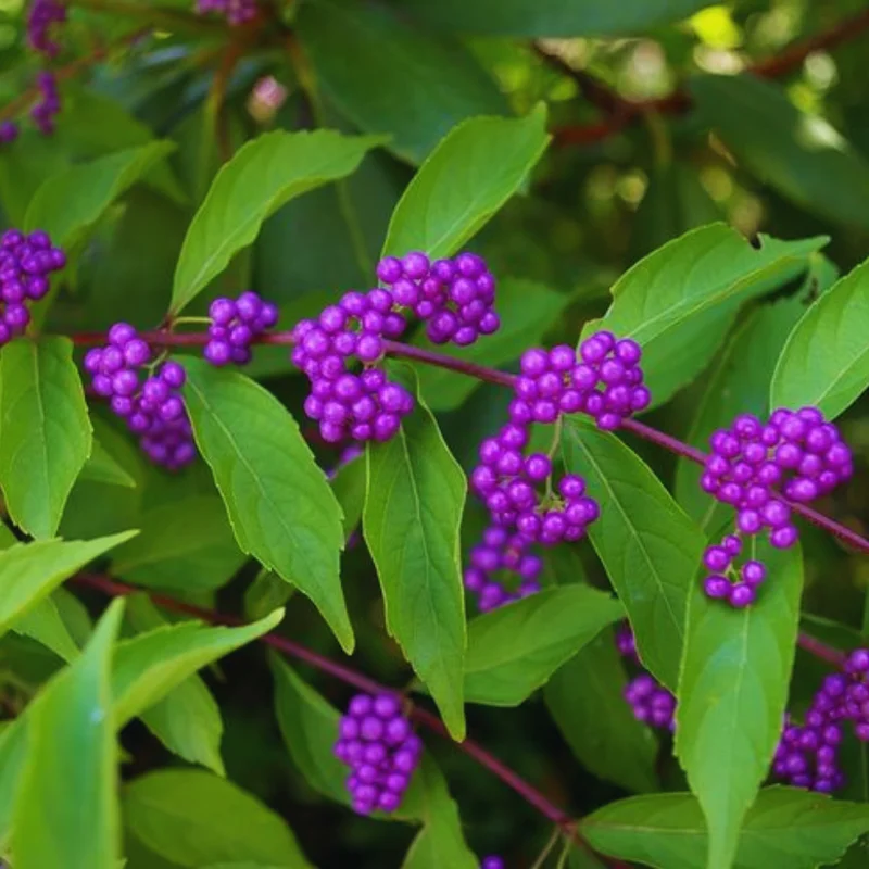 American Beautyberry Tree Live Plant - 12-18 Inch Shrub Tree