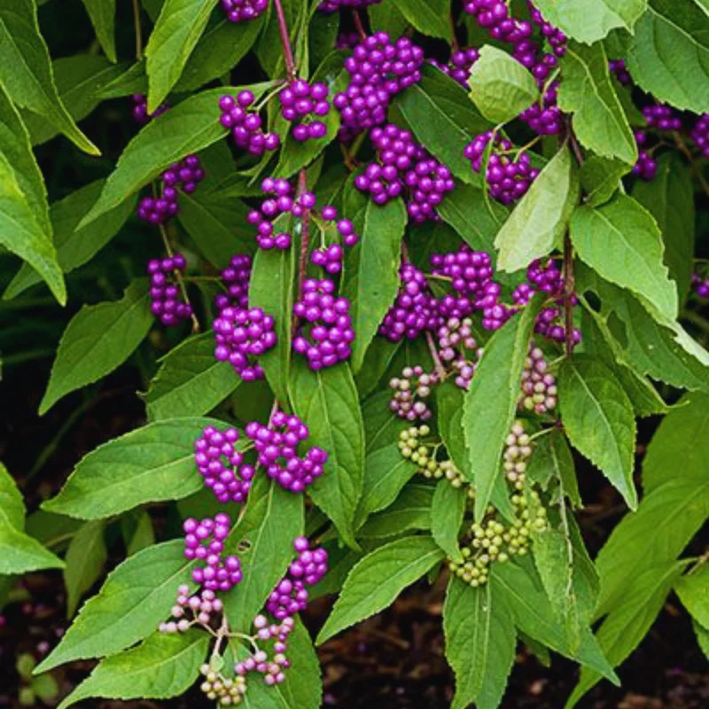American Beautyberry Tree Live Plant - 12-18 Inch Shrub Tree
