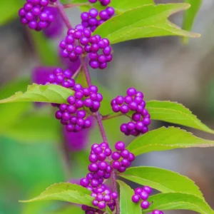 American Beautyberry Tree Live Plant - 12-18 Inch Shrub Tree