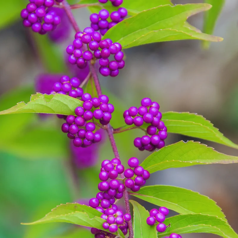 American Beautyberry Tree Live Plant - 12-18 Inch Shrub Tree